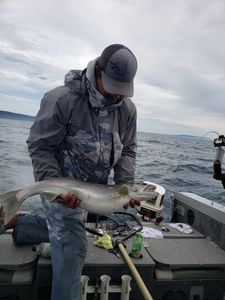 Lake Trout Caught in Lake Superior