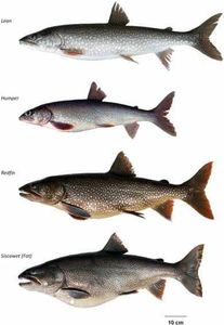 Lake Superior fish Species Chart