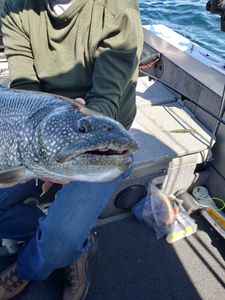 Lake Superior Lake Trout Fishing
