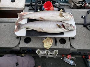 Two Lake Trout Caught in Lake Superior