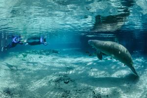 Top Things to Do in Crystal River