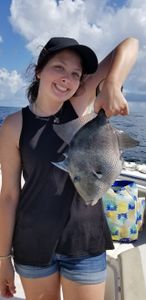 Gray Triggerfish in Pensacola, FL