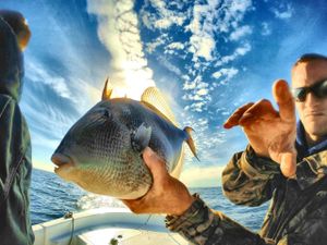 Gray Triggerfish in Pensacola, FL