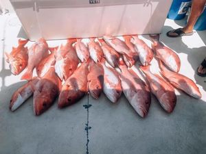 Big Reds, Calm Seas, and Quick Limits Highlight Biloxi’s Red Snapper Season