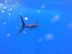 Still Hooked and Reeling in Success