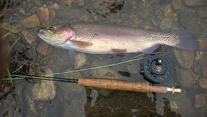 Incredible Trout Fishing on the Black River - Fly Fishing Adventure