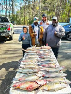 Top-tier Striped bass fishing clarks hill