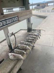 Quick Limits and Open Dates with Marsh Life Charters