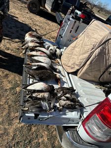 Texas Hunting License Information for Travelers and Anglers