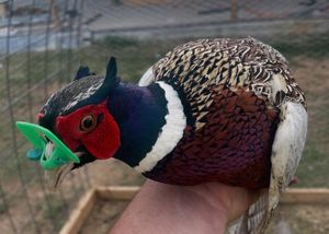 Bag More for Less: $50 Off Our Premier 1-Day Pheasant Hunt