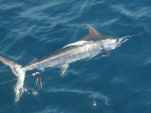 Consistent Bites, Prime Conditions & Great Variety This June