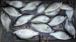 Kentucky Lake Fishing Report