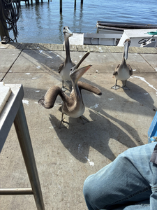 Virginia Beach Fall Inshore Action - 4-Hour Relaxed Fishing Trip