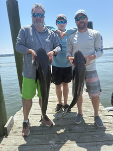 Virginia Beach Inshore: 33" Sandbar Shark Caps Bay Fishing Trip