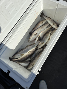 Norfolk Flats Speckled Trout Action - Top-Rated VA Charters