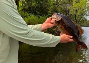 Northwoods River Update: St. Croix Bass and Pike Action