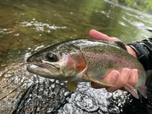 Beautiful Rainbow Trout in Cornelia, GA