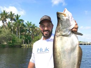 Big Clown Knifefish Caught in Florida Waters
