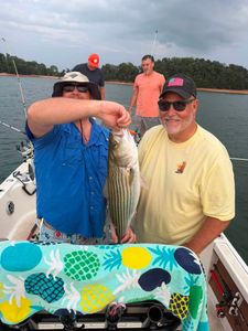 Nonstop Striped Bass Action With KingFishers Guide Service Near Myrtle Beach