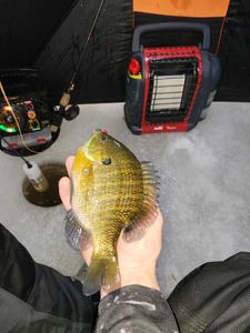 Yellow Perch Fishing In Wisconsin River
