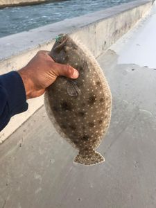 Guess who is lucky today? Caught this Flounder!