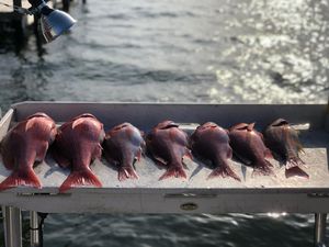 Snapper Season in Fort Morgan! 