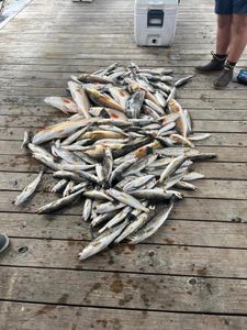 Reels of the day in St. Bernard