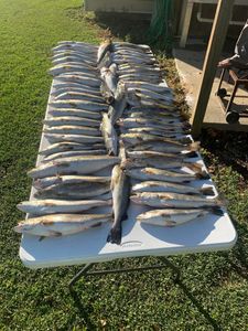 Loaded box with speckled trout and redfish