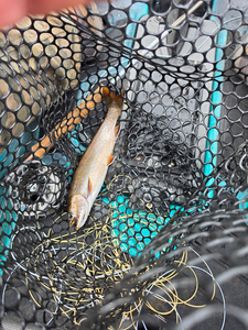 Sebago Lake Brook & Lake Trout: Top-Rated 6-Hour Charter Success