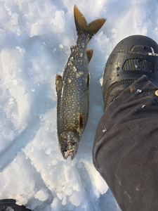 Sebago Lake Ice Fishing: Frozen Thrills with Lake Trout Action