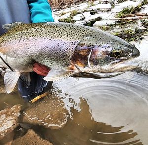 Spring Trout Run: Steelhead & Rainbow Action at Cattaraugus Creek
