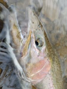 Cattaraugus Creek Fish