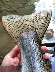 Cattaraugus Creek Fishing Report