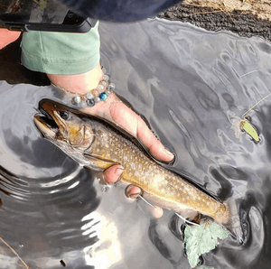 Brown Trout Fishing in Lake Erie