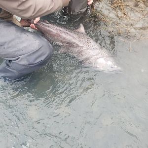 King Salmon Fishing Kasilof