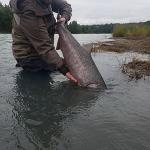 Salmon Fishing Alaska