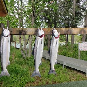 Alaskan Salmon Fishing Expeditions