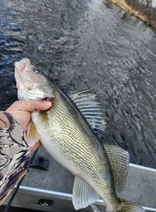 Walleye Fishing