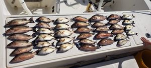 Florida Fishing Bounty