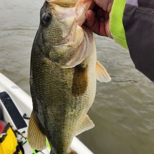 Bass Guided Trips: Virginia's Waters
