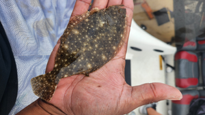 Lower Potomac Father-Daughter Duo Lands 84 Fish in 6-Hour Trip