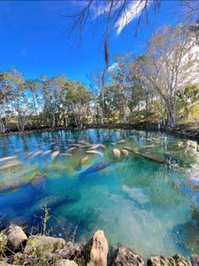 Discover the Charm: Top Things to Do in Crystal River, Florida
