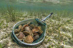 The Insider's Guide to Crystal River Scalloping