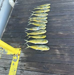 Manteo Summer Fishing: Mahi Mahi Action with Salty Charters