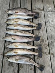 Outer Banks Fishing Blog 