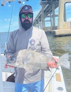 Black drum and sheepshead around structure 