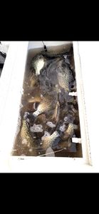 Brush Piles, Rising Temps, and Proven Gear with Captain Brian