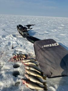 Morning Walleye Bite and Trophy Perch on Ice
