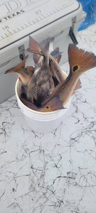 Fishing Report In Port O'Connor 