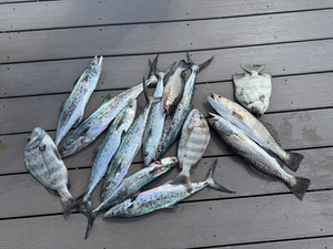 Winter Inshore Action: 4 Species with All 4 Chuck Charters